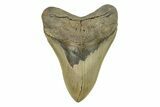 Serrated, Fossil Megalodon Tooth - Beautiful Preservation #272796-1